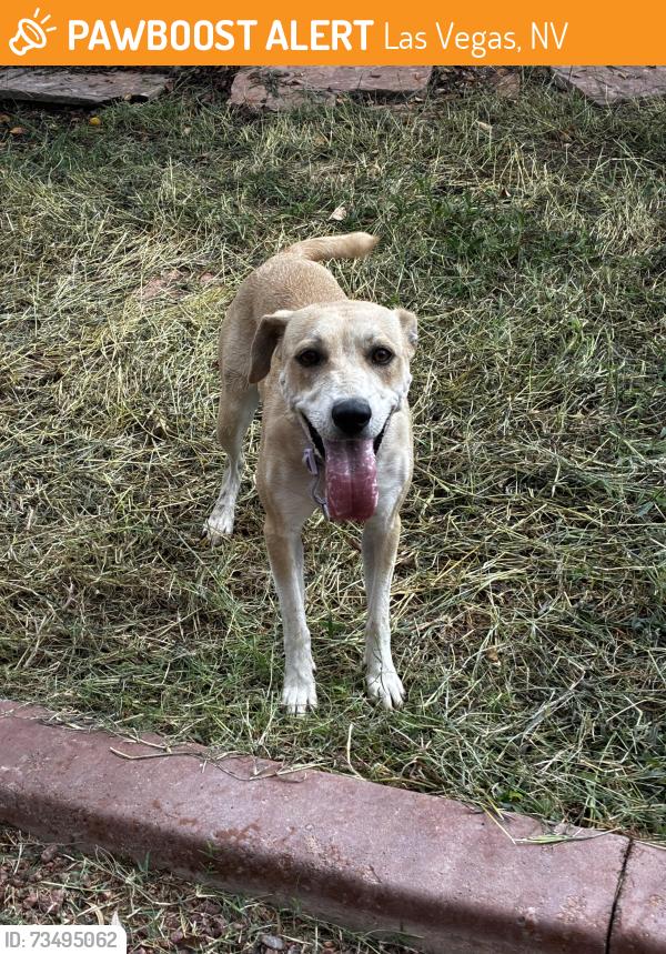 Found/Stray Female Dog last seen Buckskin park, Las Vegas, NV 89149