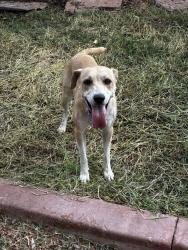 Found/Stray Female Dog last seen Buckskin park, Las Vegas, NV 89149