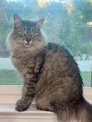Reunited Male Cat last seen Vicinity of Land Park Drive neighborhood and Marty area, near Tower Café, Sacramento, CA 95818