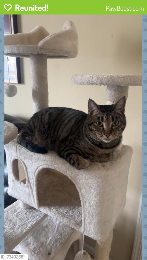 Reunited Male Cat last seen Near Morris Rd, Alpharetta, GA 30004