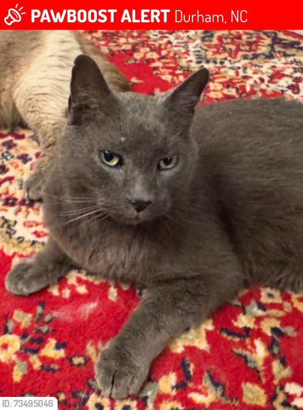 Lost Male Cat last seen Olive Branch Rd & Carpenter Pond Rd, Durham, NC 27703