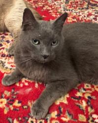 Lost Male Cat last seen Olive Branch Rd & Carpenter Pond Rd, Durham, NC 27703
