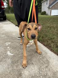 Found/Stray Unknown Dog last seen Pullin Road, McDonough, GA 30253