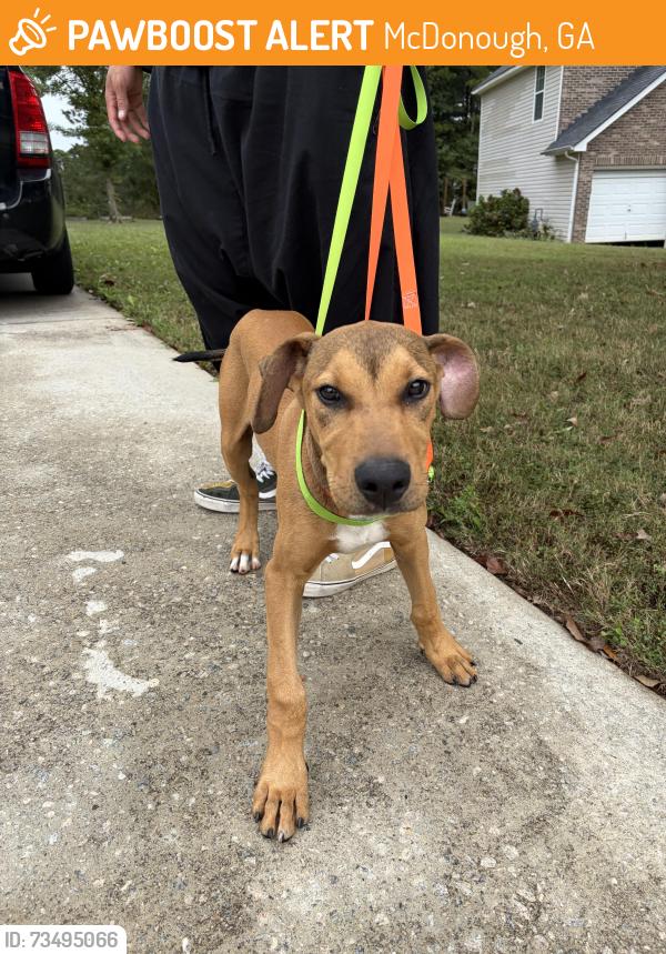Found/Stray Unknown Dog last seen Pullin Road, McDonough, GA 30253