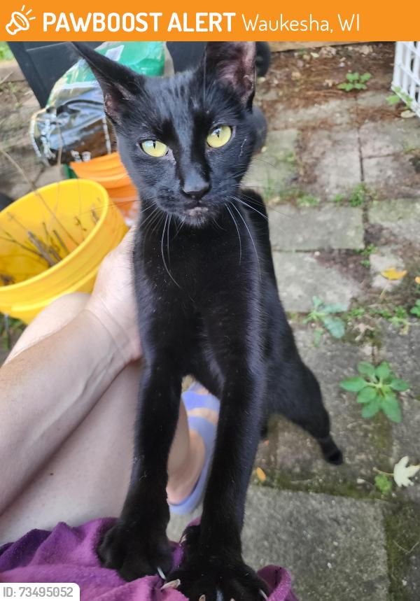 Found/Stray Unknown Cat last seen Frame Ave & Scott Ave, Waukesha, WI, Waukesha, WI 53186