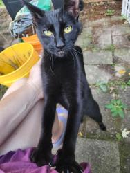 Found/Stray Unknown Cat last seen Frame Ave & Scott Ave, Waukesha, WI, Waukesha, WI 53186
