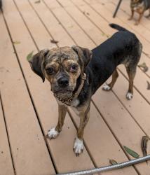 Reunited Female Dog last seen Golden Glen subdivision, Mandeville, LA 70448