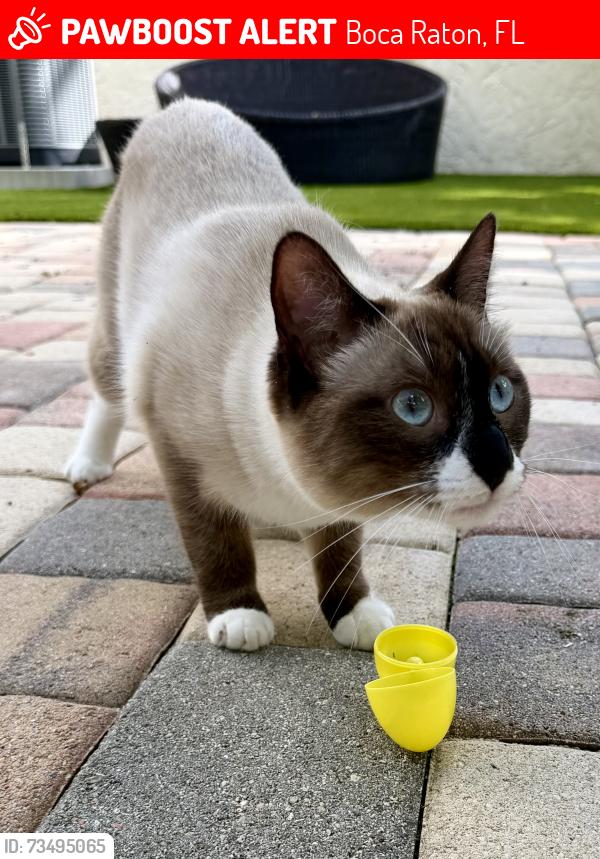 Lost Female Cat last seen Military Trail and Verde, Boca Raton, FL 33486