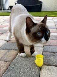Lost Female Cat last seen Military Trail and Verde, Boca Raton, FL 33486