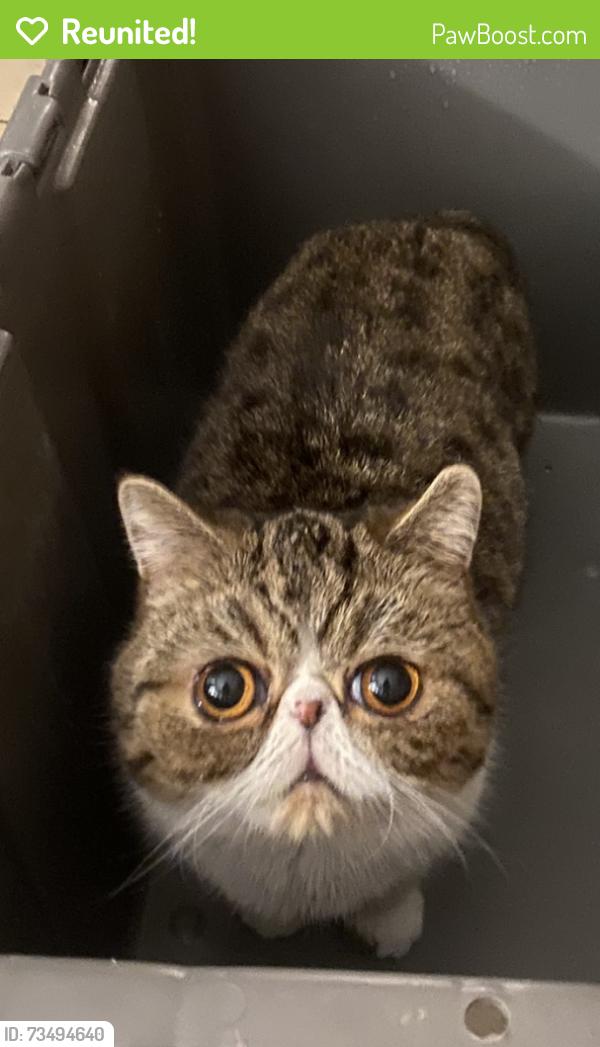 Reunited Female Cat last seen Near George St/ Wilson, Brooklyn, NY 11206
