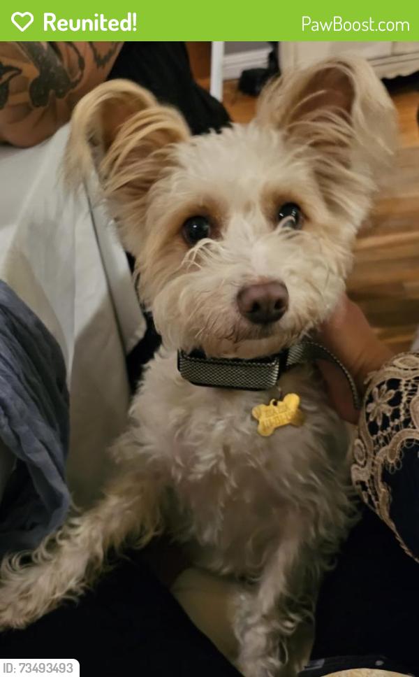 Reunited Female Dog last seen Haskell Ave and Devonshire, Los Angeles, CA 91344