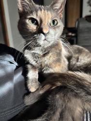 Lost Female Cat last seen Dillon Rd, North Palm Springs, CA 92258
