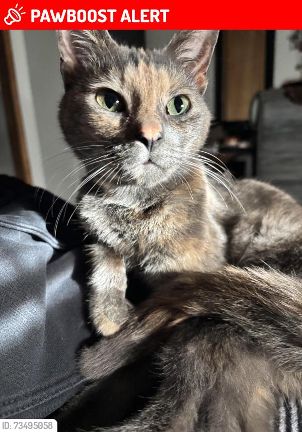 Lost Female Cat last seen Dillon Rd, North Palm Springs, CA 92258