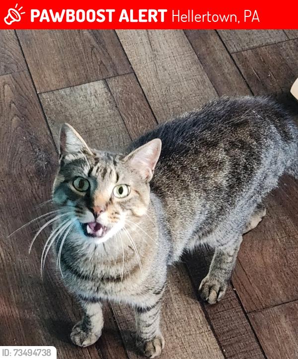 Lost Male Cat last seen East High Street and Keilman Avenue, Hellertown, PA 18055