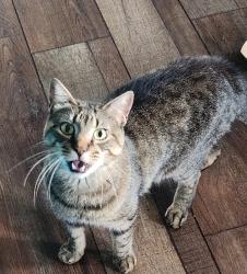 Lost Male Cat last seen East High Street and Keilman Avenue, Hellertown, PA 18055