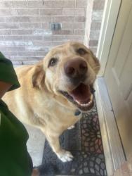 Reunited Female Dog last seen Magnolia Heights, Senatobia, MS 38668