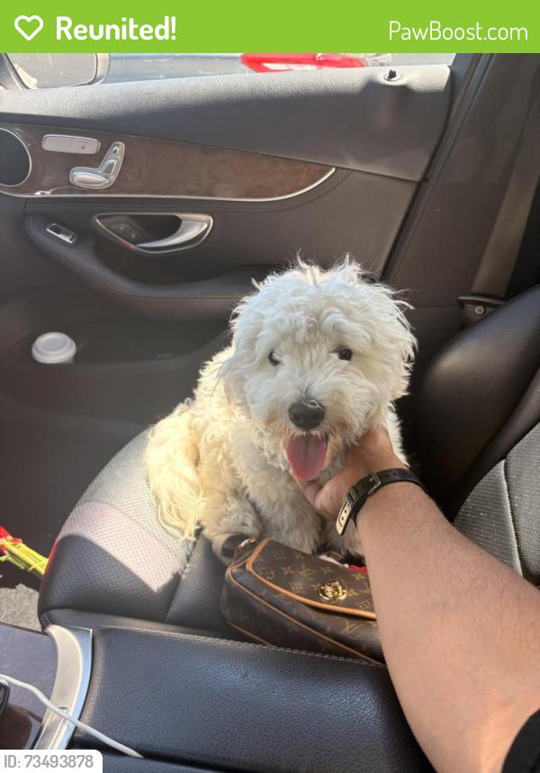 Reunited Male Dog last seen Bird ave San Jose 95125, San Jose, CA 95125
