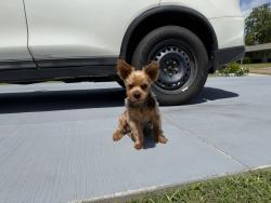 Reunited Male Dog last seen Red Bluff rd, Pasadena, TX 77503