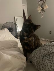 Reunited Female Cat last seen Artillery drive, Fredericksburg, VA, Fredericksburg, VA 22406