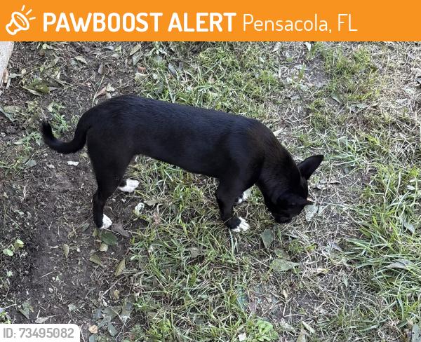 Found/Stray Female Dog last seen Target 9 mile, Pensacola, FL 32514