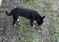 Found/Stray Female Dog last seen Target 9 mile, Pensacola, FL 32514