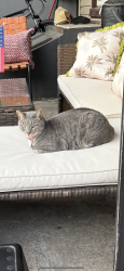 Reunited Female Cat last seen 5th, Bayonne, NJ 07002