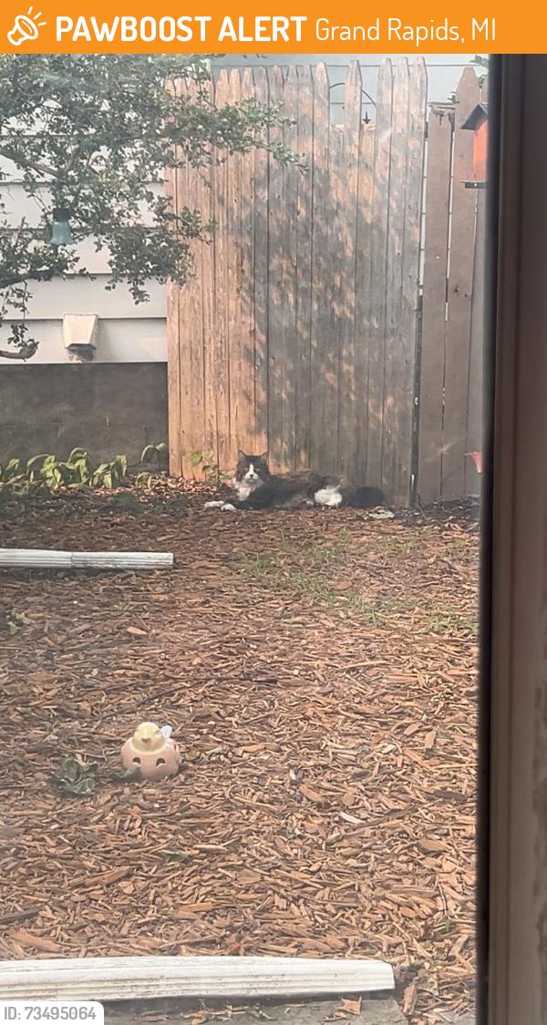 Found/Stray Unknown Cat last seen Walker Ave & Powers Ave, near Westsider Cafe, Grand Rapids, MI 49504