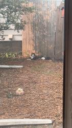 Found/Stray Unknown Cat last seen Walker Ave & Powers Ave, near Westsider Cafe, Grand Rapids, MI 49504