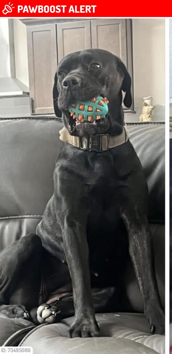 Lost Female Dog last seen 243rd Ave & Patton Wittman, AZ, Maricopa County, AZ 85361