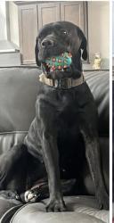 Lost Female Dog last seen 243rd Ave & Patton Wittman, AZ, Maricopa County, AZ 85361