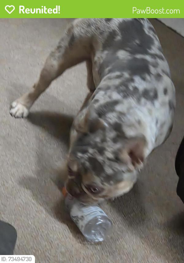 Reunited Male Dog last seen La mesa and Pacoima, Victorville, CA 92392