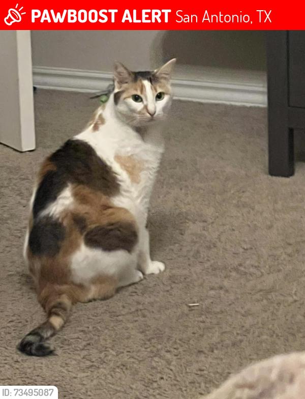 Lost Female Cat last seen Henderson elementary, San Antonio, TX 78254