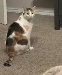 Lost Female Cat last seen Henderson elementary, San Antonio, TX 78254
