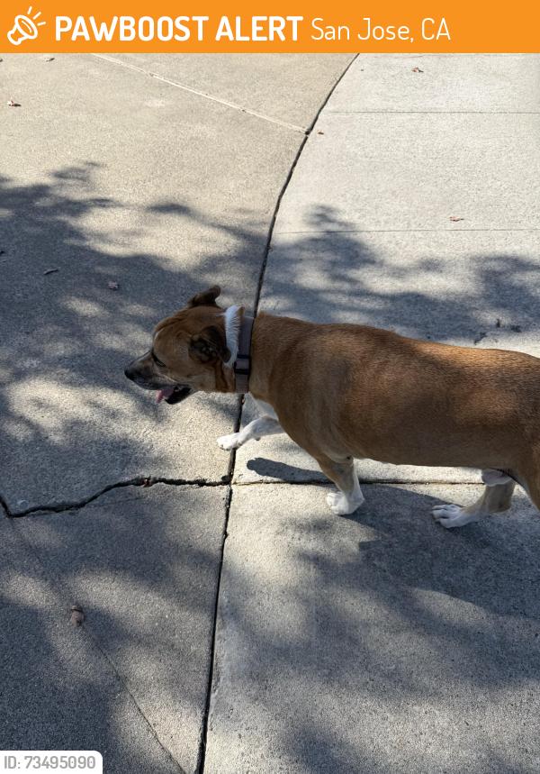 Found/Stray Unknown Dog last seen Ridgeview, San Jose, CA 95127