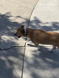 Found/Stray Unknown Dog last seen Ridgeview, San Jose, CA 95127