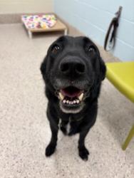 Shelter Stray Female Dog last seen RIVERRUN PKWY & E 115TH DR, 12155 Park Blvd, Brighton, CO 80601, USA
