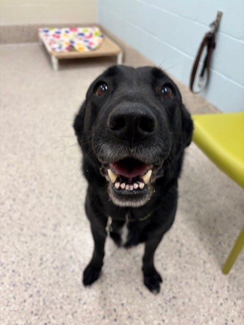 Shelter Stray Female Dog last seen RIVERRUN PKWY & E 115TH DR, 12155 Park Blvd, Brighton, CO 80601, USA