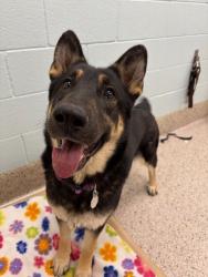 Shelter Stray Female Dog last seen SHADOW WOOD CT & TREE HAVEN ST, 12155 Park Blvd, Brighton, CO 80601, USA