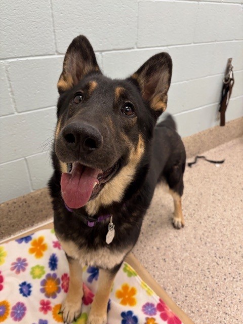 Shelter Stray Female Dog last seen SHADOW WOOD CT & TREE HAVEN ST, 12155 Park Blvd, Brighton, CO 80601, USA