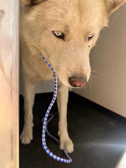 Shelter Stray Male Dog last seen E 3RD ST/ NORTHRUP ST, BAKERSFIELD CA, 201 S Mt Vernon Ave, Bakersfield, CA 93307, USA