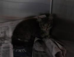 Shelter Stray Female Cat last seen , 11361 W Pico Blvd, Los Angeles, CA 90064, USA
