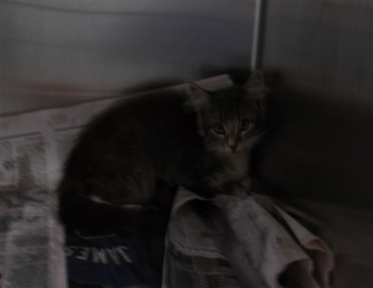 Shelter Stray Female Cat last seen , 11361 W Pico Blvd, Los Angeles, CA 90064, USA