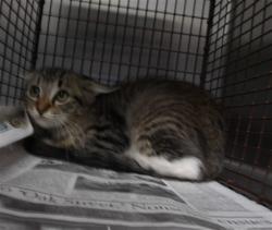 Shelter Stray Female Cat last seen , 11361 W Pico Blvd, Los Angeles, CA 90064, USA