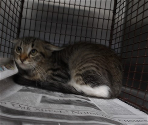 Shelter Stray Female Cat last seen , 11361 W Pico Blvd, Los Angeles, CA 90064, USA