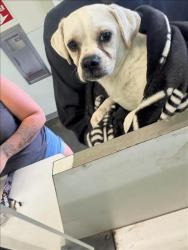 Shelter Stray Male Dog last seen , 1850 W 60th St, Los Angeles, CA 90047, USA