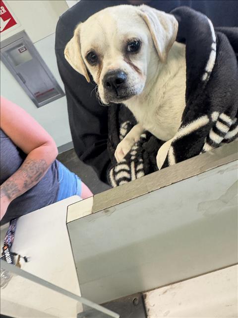 Shelter Stray Male Dog last seen , 1850 W 60th St, Los Angeles, CA 90047, USA