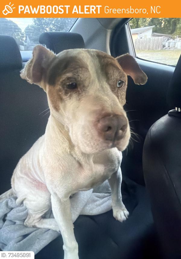 Found/Stray Male Dog last seen South elm Eugene, Greensboro, NC 27406