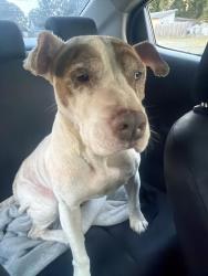 Found/Stray Male Dog last seen South elm Eugene, Greensboro, NC 27406