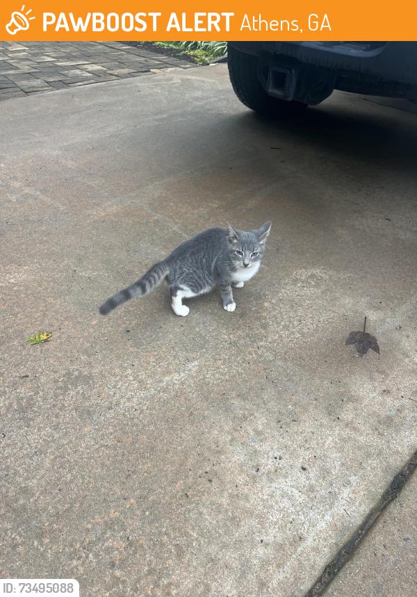 Found/Stray Unknown Cat last seen Cherokee / Beaverdam road, Athens, GA 30605