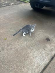 Found/Stray Unknown Cat last seen Cherokee / Beaverdam road, Athens, GA 30605